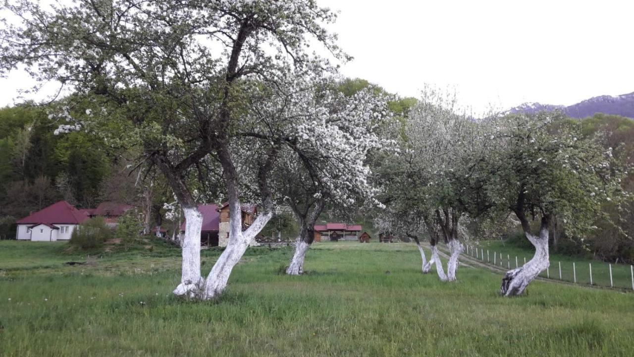 Campsite Camp &apartmens Scepanovic Mojkovac